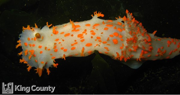 Photo of Sea Clown Nudibranch - Triopha modesta